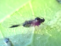 Periphyllus acericola